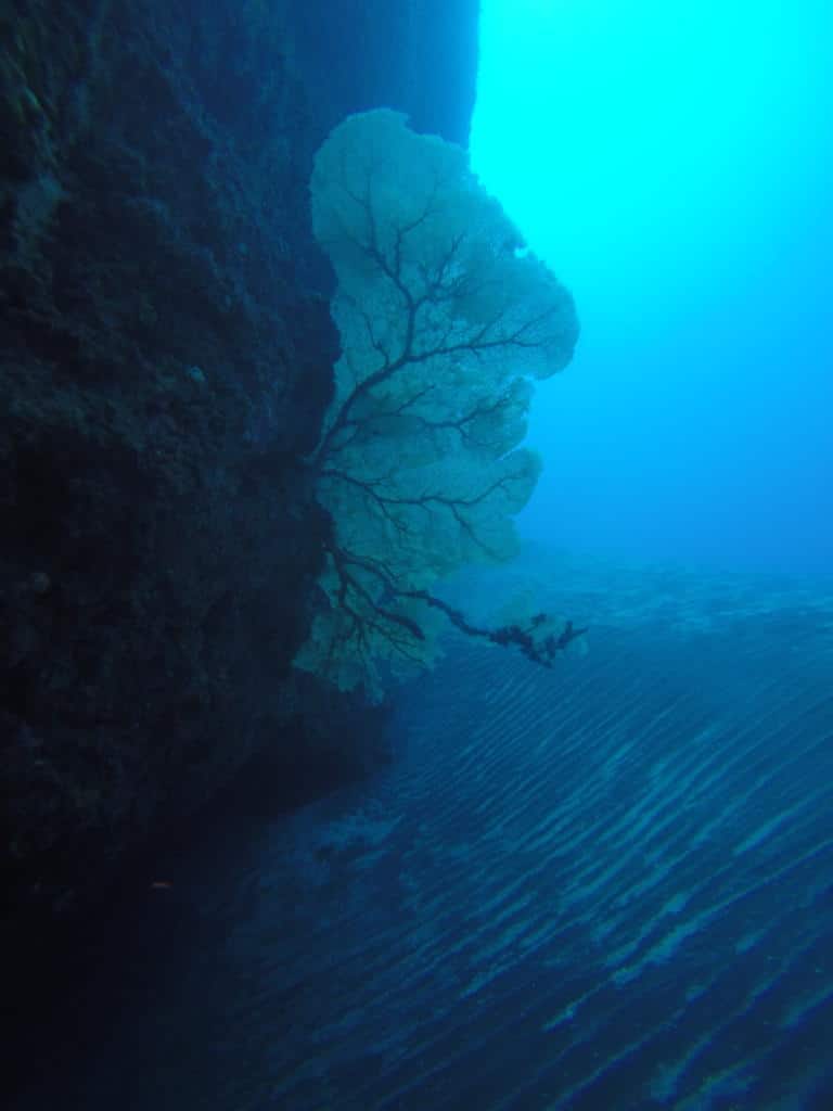 AlibabaPlune