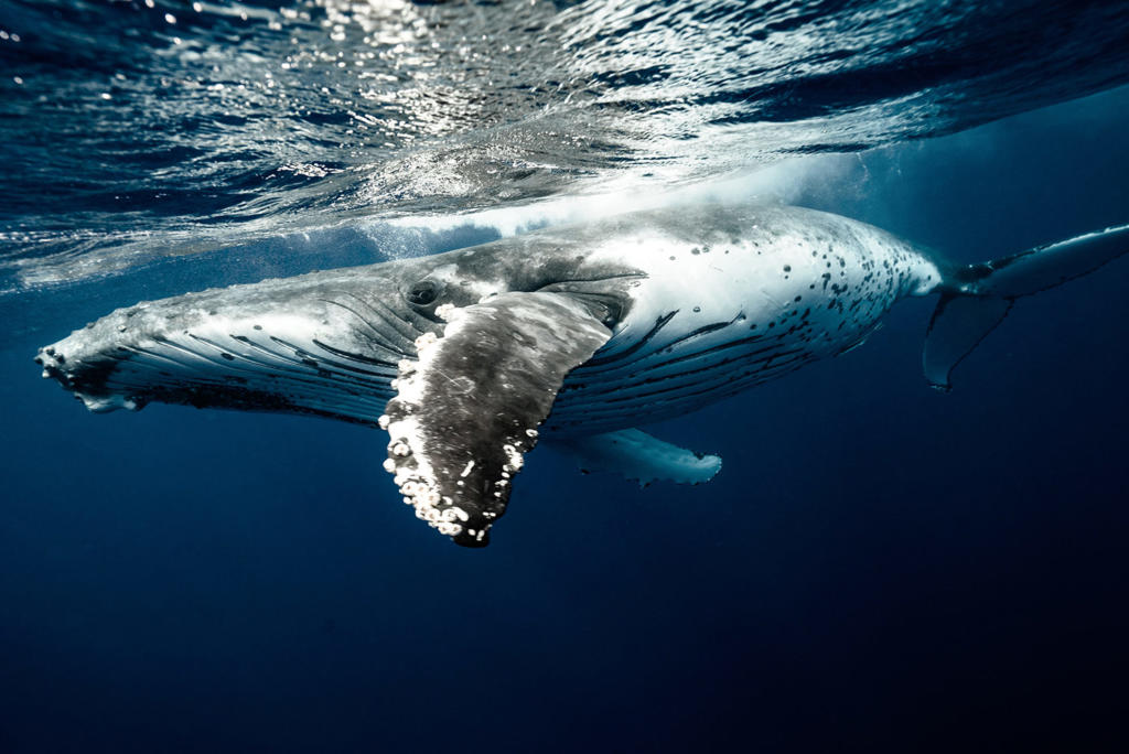 baleine