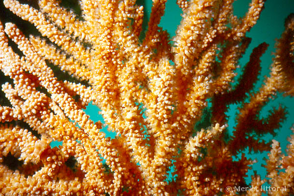 eunicella verrucosa 0m