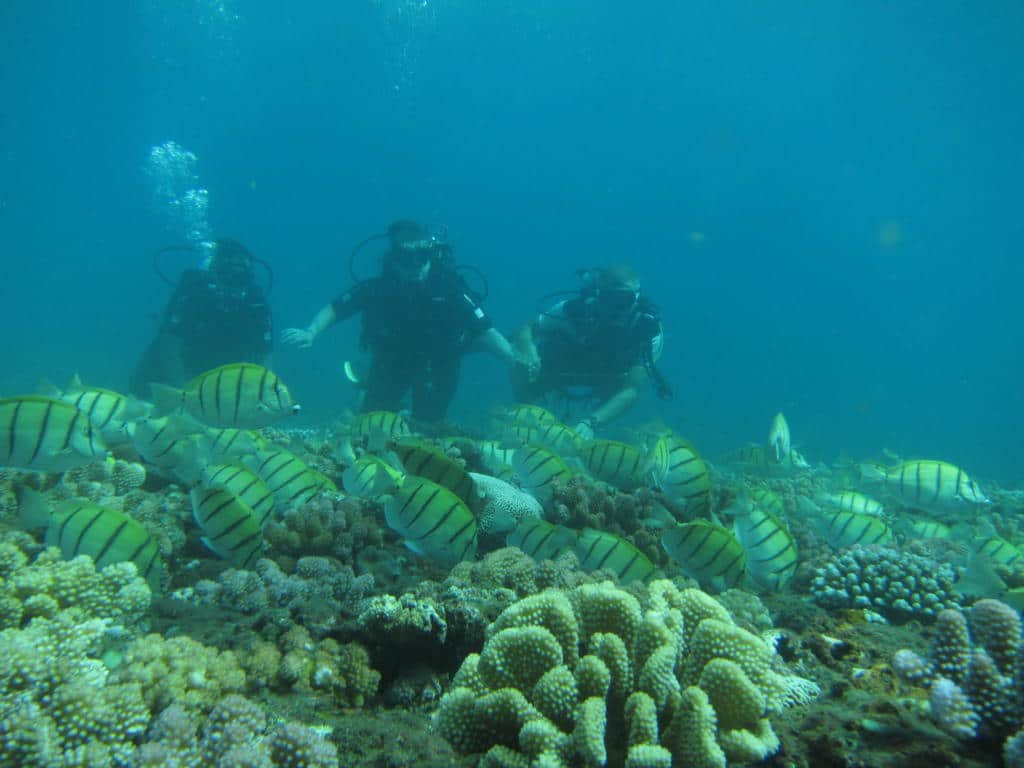 2tankdiveBD 1