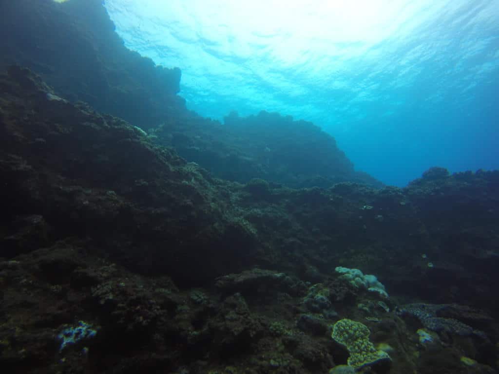 Visite sous marine Les Aiguilles - La Réunion - Plongée Salée