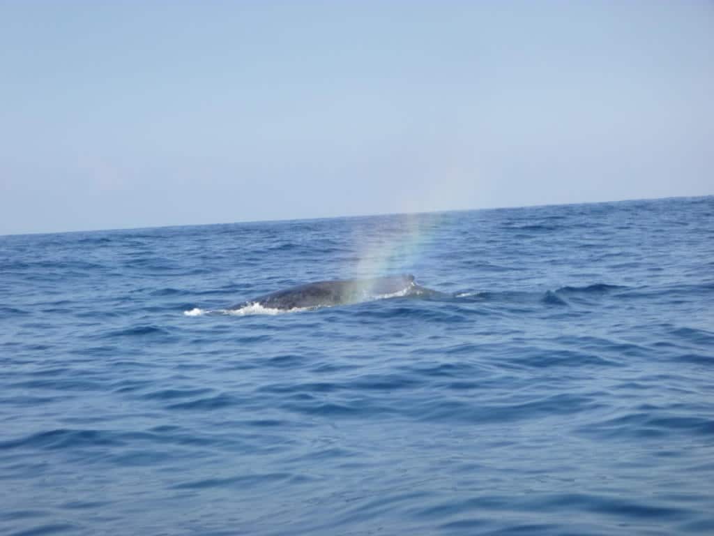 baleine à bosse