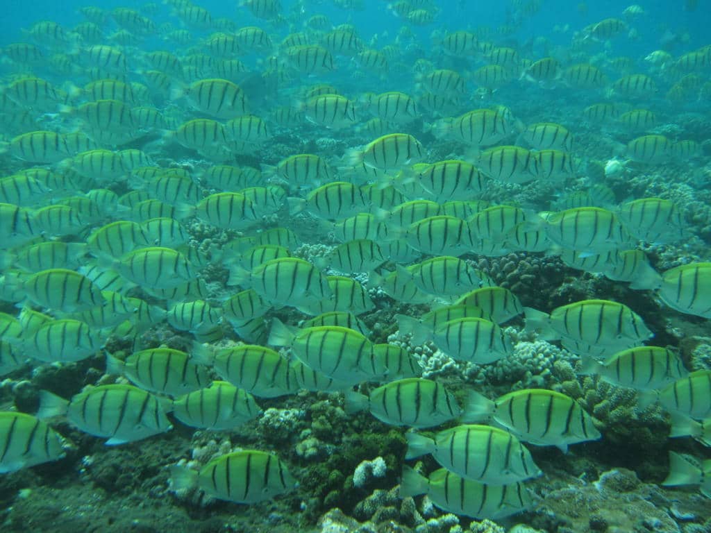 Banc de poisson à La Réunion