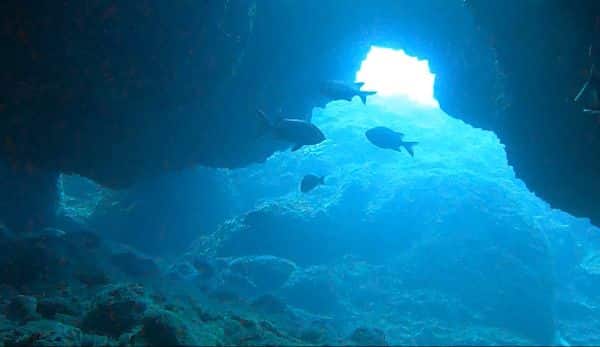 visite sous marine La Caranguiere - La Réunion - Plongée Salée