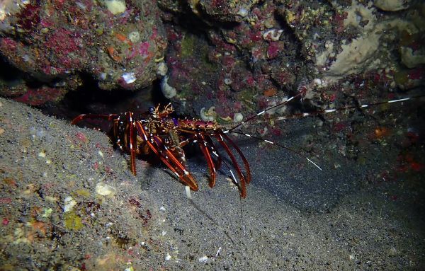 visite sous marine Le petit Tombant - La Réunion - Plongée Salée