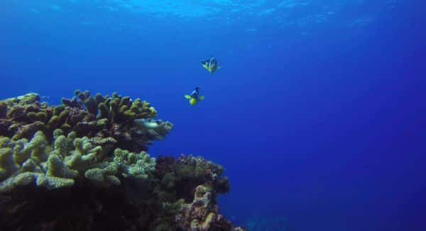 visite sous marine grotte aux dentelles - La Réunion - Plongée Salée