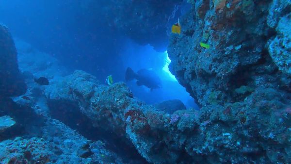 visite sous marine les grottes du portail - La Réunion - Plongée Salée