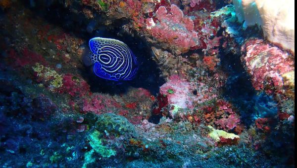 visite sous marine les grottes du sud - La Réunion - Plongée Salée